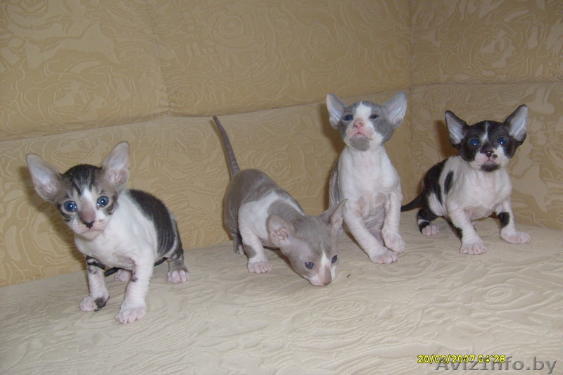 Котята корниш рекс (мальчики) - Изображение #1, Объявление #130128