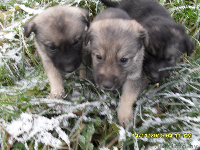 Продаются щенки - Изображение #1, Объявление #121249