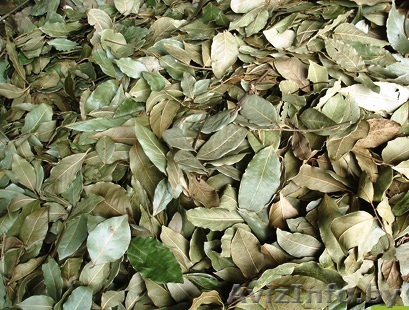 Лавровый лист из Грузии - Изображение #1, Объявление #136868