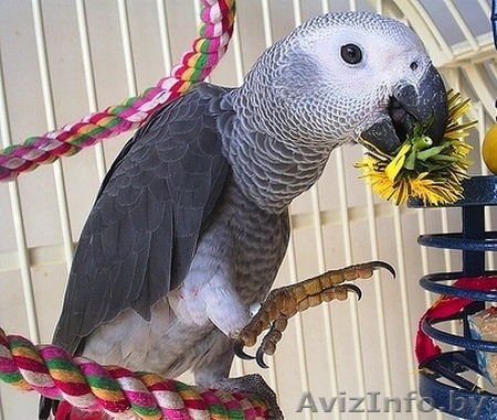 Продам выкормыш жако краснохвостого. - Изображение #1, Объявление #152558