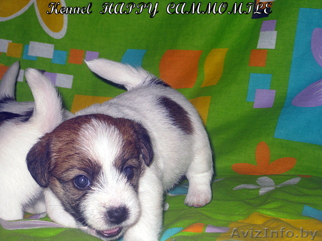 Очаровательные щенки Джек рассел терьера! - Изображение #1, Объявление #138133