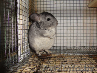 Шиншилла,выгодный бизнес - Изображение #1, Объявление #152939