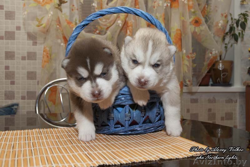 Щенки сибирский хаски в Минске! - Изображение #1, Объявление #150792
