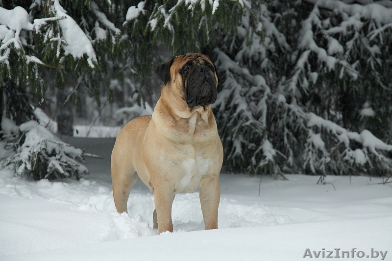 Щенки бульмастифа - Изображение #1, Объявление #145151