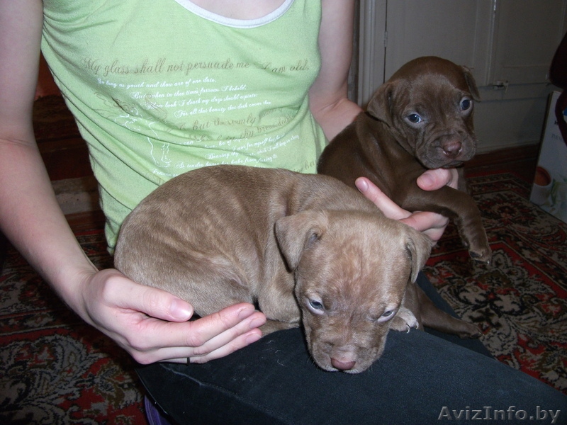 продам щенков ам.питбуля - Изображение #1, Объявление #141638