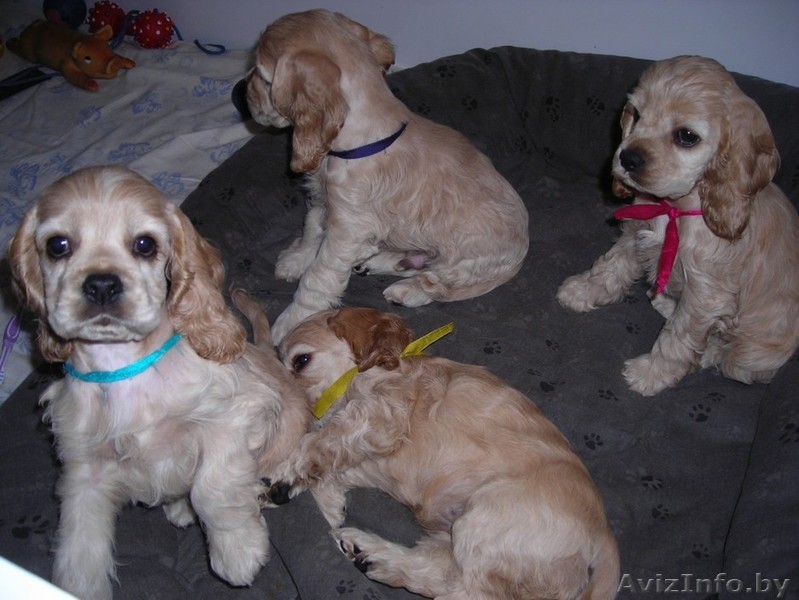 щенки американский кокер-спаниель - Изображение #1, Объявление #142985