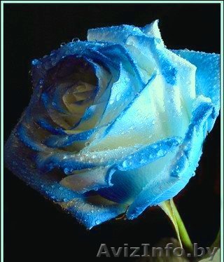 Требуется продавец цветов:) - Изображение #1, Объявление #145163