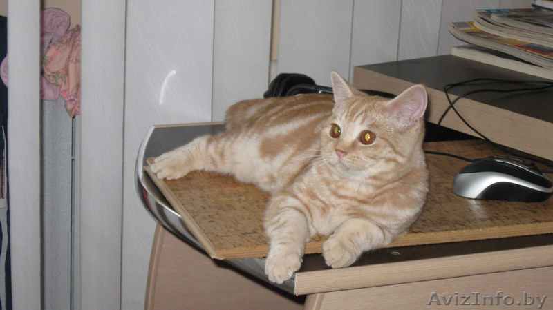 Вязка с шотландским прямоухим котом - Изображение #1, Объявление #141389