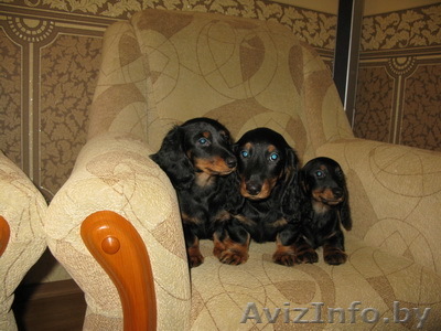   Продам щенков длиннош.таксы, с родословной. - Изображение #1, Объявление #142995