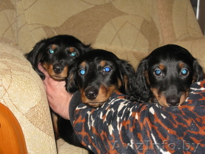   Продам щенков дл.таксы, с родословной. - Изображение #1, Объявление #142998