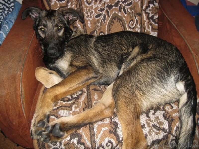 Самый лучший пес - Изображение #1, Объявление #140511