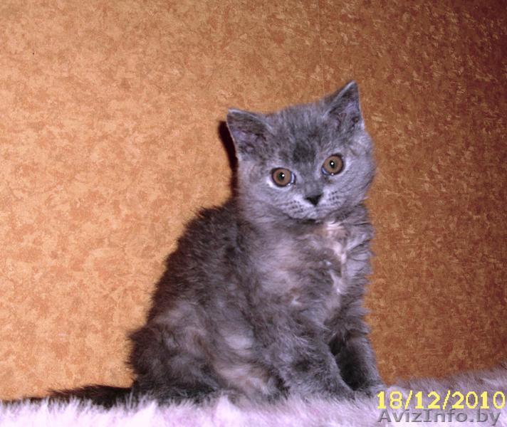 кучерявое чудо, питомник - Изображение #1, Объявление #136616