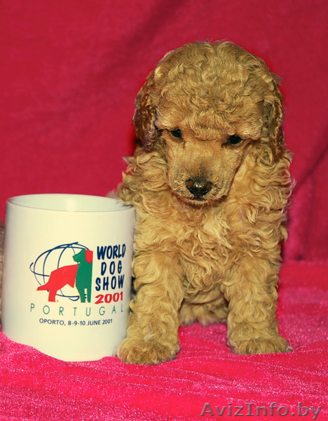 Щенки той-пуделя. - Изображение #1, Объявление #146174