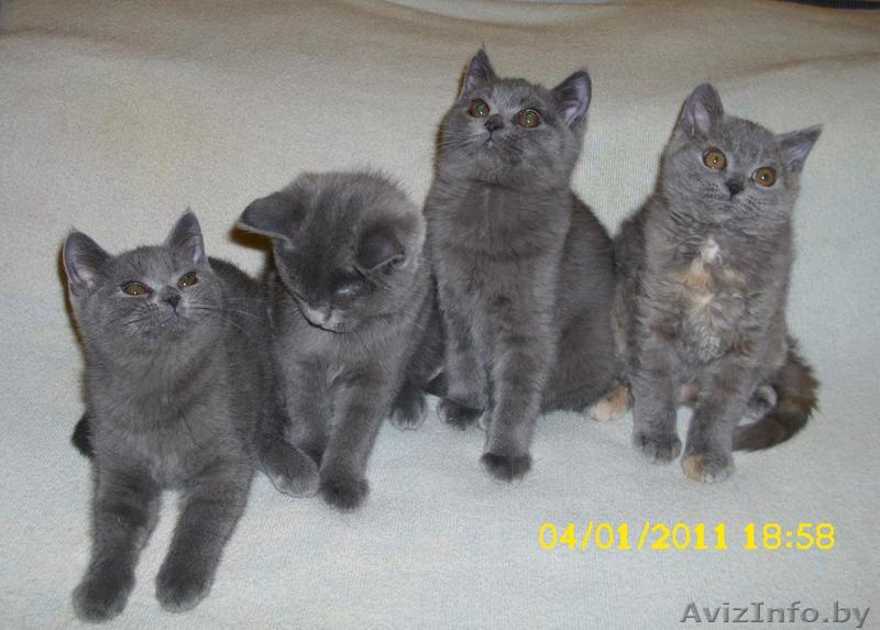 британские котята с документами - Изображение #1, Объявление #136610