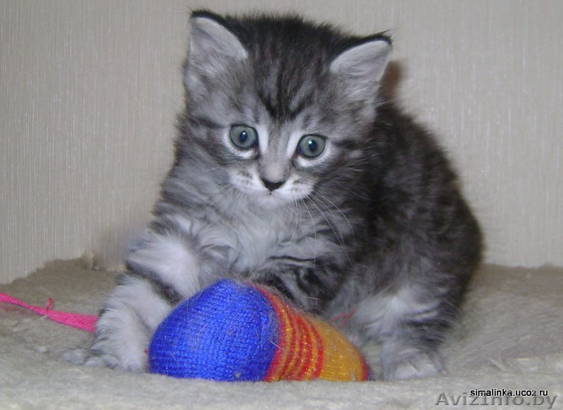 Сибирский  котенок с документами, клубный - Изображение #1, Объявление #138289