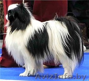 японский хин - щенки - Изображение #1, Объявление #143225