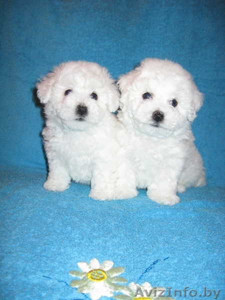 Очаровательные щенки бишон фризе  - Изображение #1, Объявление #136506