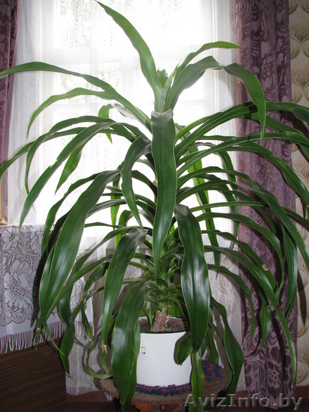 Пальма комнатная, высота - 1,5 метра, 150 000 руб. - Изображение #1, Объявление #152589