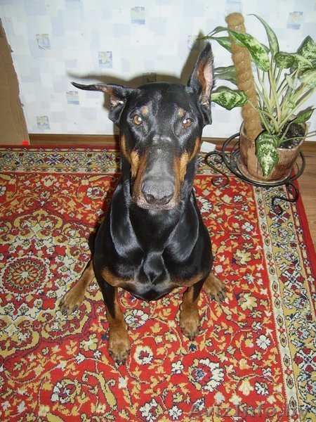 Отдам собаку. Доберман. 7 лет - Изображение #1, Объявление #148725