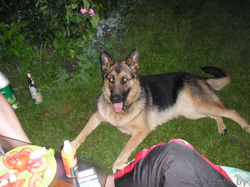 Девочка немецкая овчарка ищет себе кабеля для вязки - Изображение #1, Объявление #153751