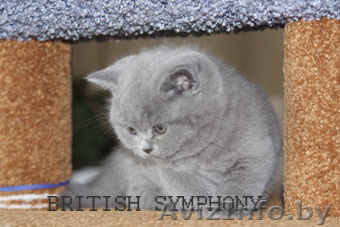 Британские котята. Питомник  \"BRITISH SYMPHONY\" - Изображение #1, Объявление #136578