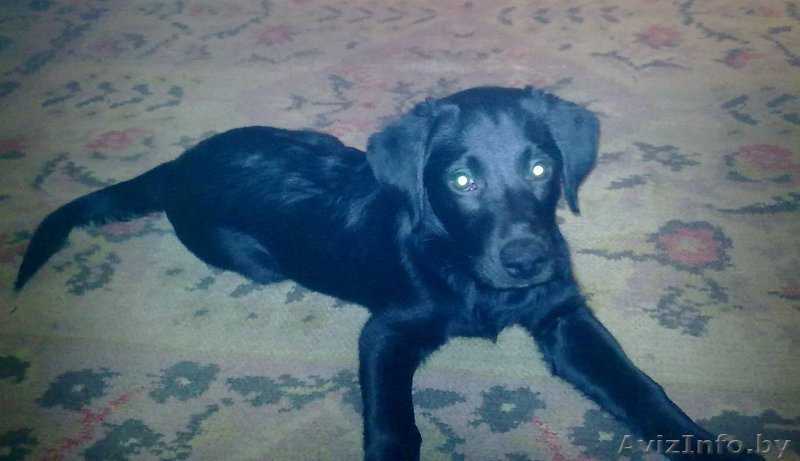 продам щенка лабрадора доброму человеку - Изображение #1, Объявление #164119
