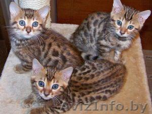 продам бенгальских котят 2 месяца - Изображение #1, Объявление #166053