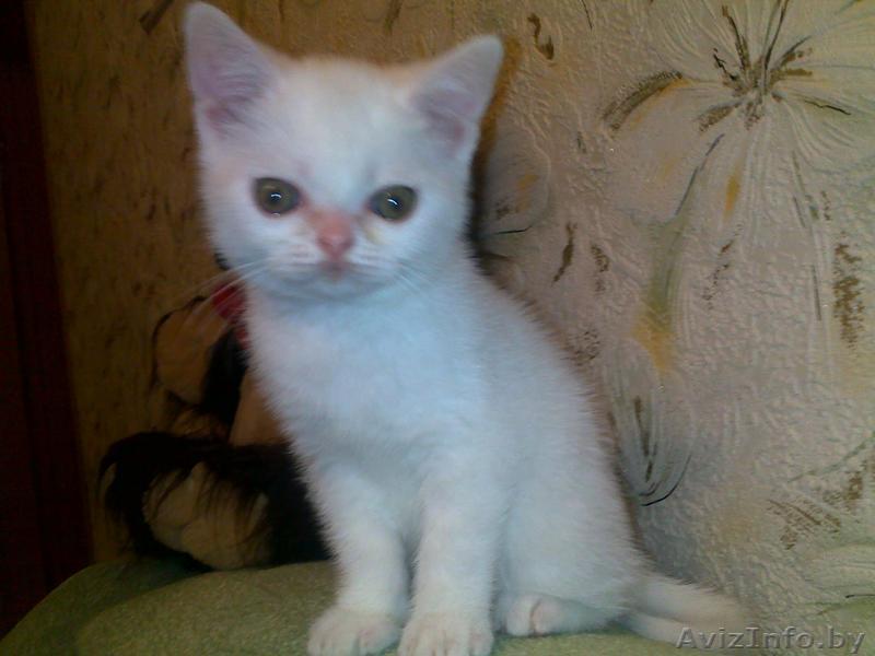 продам британца короткошёрстного,окрас белый - Изображение #1, Объявление #166923