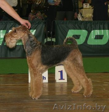 Щенки Эрдельтерьера - Изображение #1, Объявление #169409