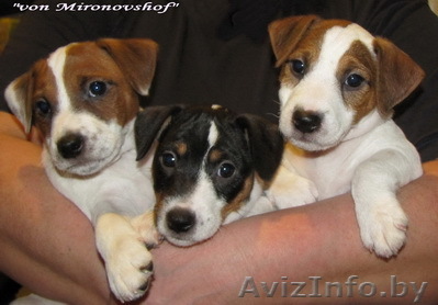 щенки Парсон Джек Рассел терьера!!! - Изображение #1, Объявление #165313