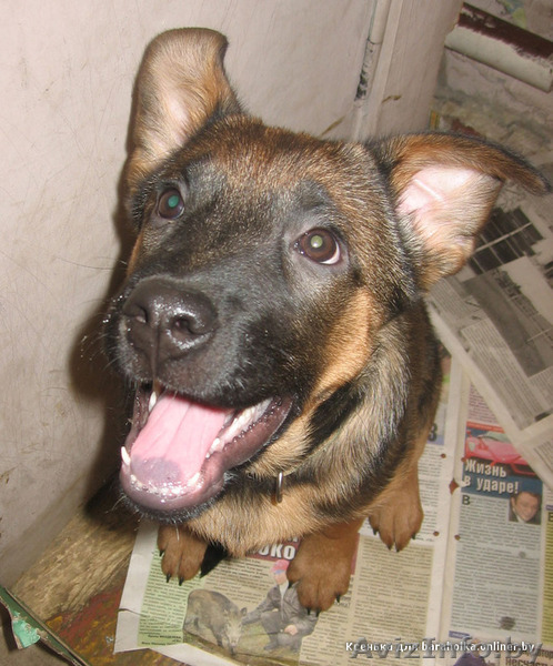 Чудесный красивый щенок, девочка!   - Изображение #1, Объявление #175570