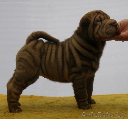 шарпеи щенки разных окрасов - Изображение #1, Объявление #175816