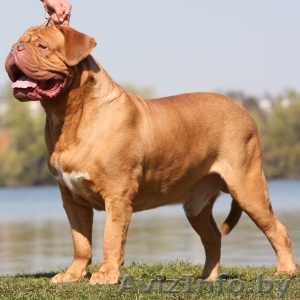 Щенки Бордоского дога - Изображение #1, Объявление #160781