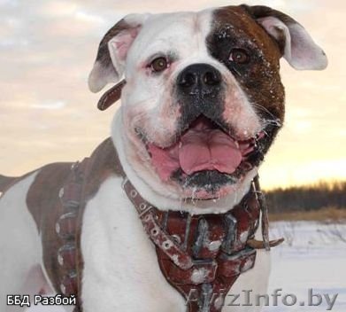 Американский бульдог щенки от Чемпионов доставка - Изображение #1, Объявление #169926