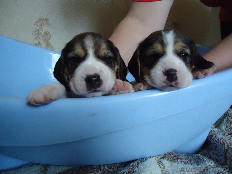 Щенки бигля- триколор - Изображение #1, Объявление #166203