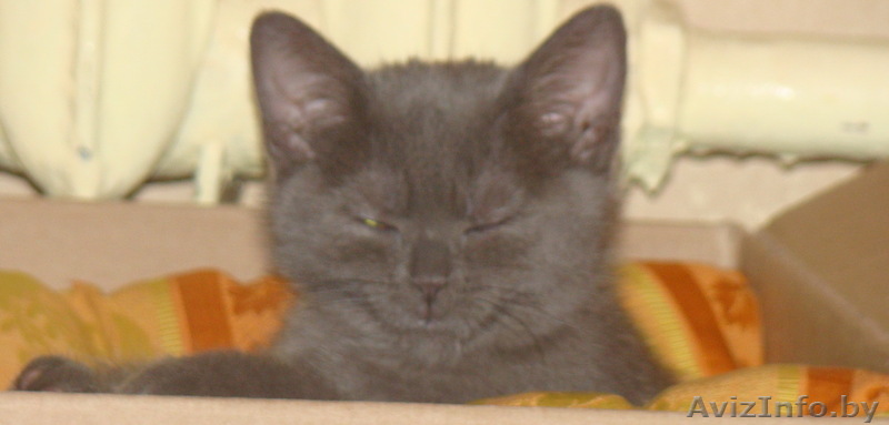 Приму в дар или за символическую плату котенка британца - Изображение #1, Объявление #160760