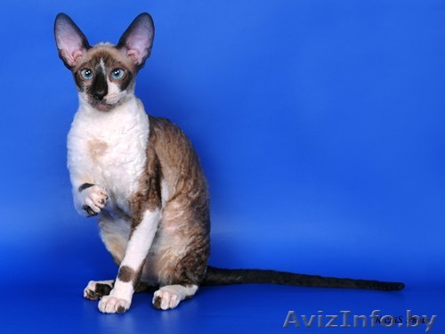 Котята Корниш рекс - Изображение #1, Объявление #179029