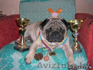 Красавец мопс ищет подружку для вязки - Изображение #1, Объявление #161020