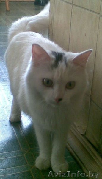 ОТДАМ КОШЕЧКУ ДАРОМ - Изображение #1, Объявление #175023