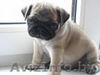 Перспективный щенок мопса - Изображение #1, Объявление #163133
