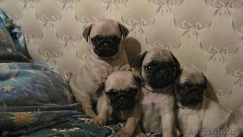 парода щенков мопсов - Изображение #1, Объявление #168633