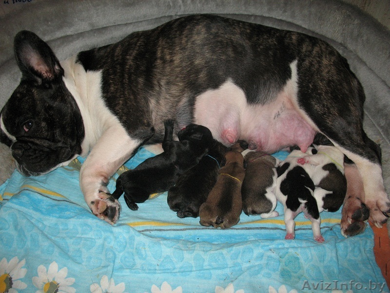 Девочки французского бульдога - Изображение #1, Объявление #155728