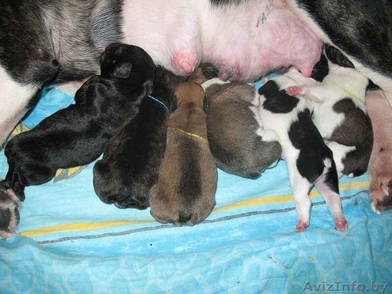 Французский бульдог. Щенки шоу и петс класса. - Изображение #1, Объявление #159712