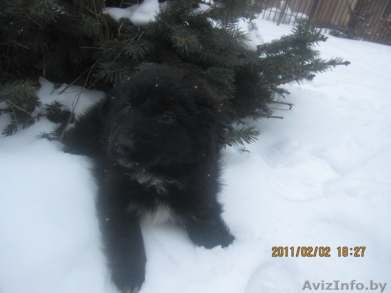 Отдам щенка даром! - Изображение #1, Объявление #159873