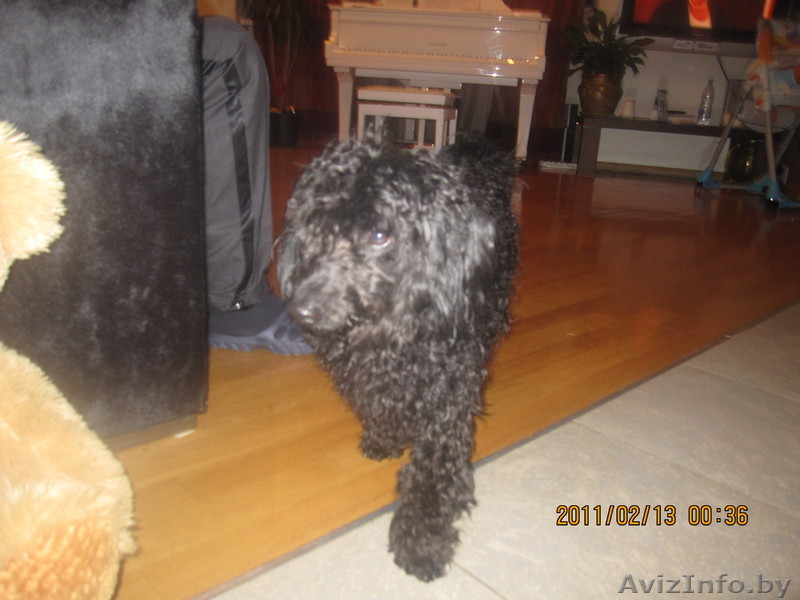 Пуделёк В ДАР!!!Ищет новых или старых хозяев - Изображение #1, Объявление #168597