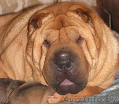 Продаются элитные щенки шарпея чемпиона. - Изображение #1, Объявление #166333