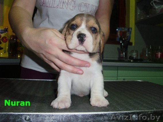 Бигля щенки от титулованных родителей - Изображение #1, Объявление #181239