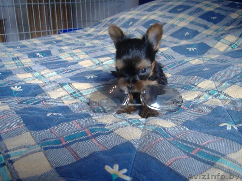 продаю щенка йоркширкского терьера с хорошей родословной.  - Изображение #1, Объявление #177871