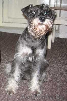 Миттельшнауцер пропал - Изображение #1, Объявление #164743