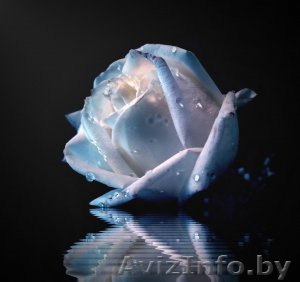 Срочно!!!!!Требуется продавец цветов - Изображение #1, Объявление #180038